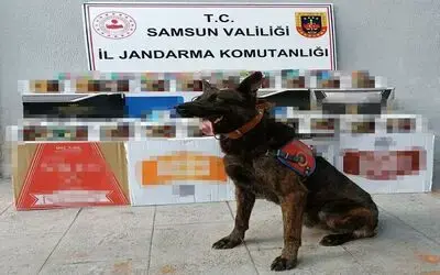 Samsun’da jandarmadan kaçak makaron operasyonu
