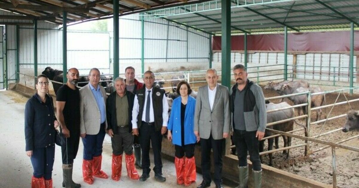 Samsun’da manda yetiştiriciliğine teşvikler sürüyor