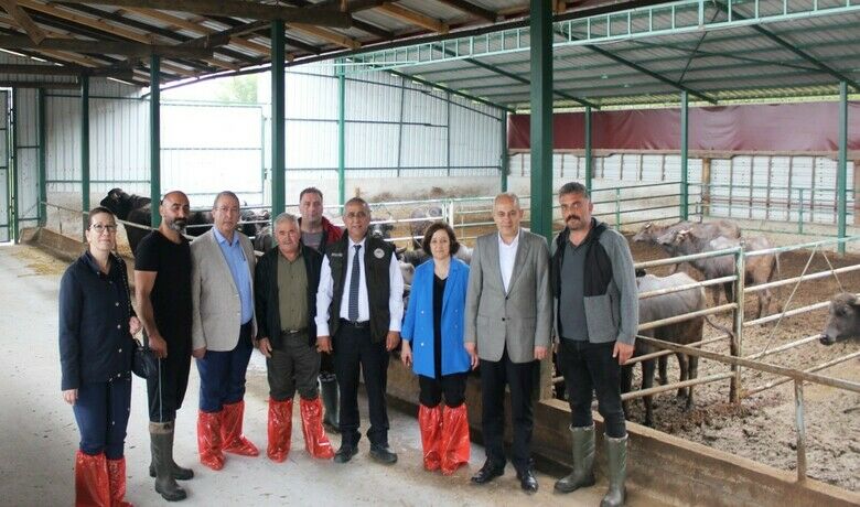 Samsun’da manda yetiştiriciliğine teşvikler sürüyor