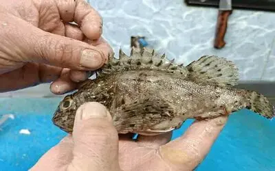 Dışı zehirli, içi lezzetli balık: İskorpit
