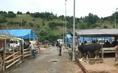 Elde kalan kurbanlıklar için besicilerin mesaisi devam ediyor
