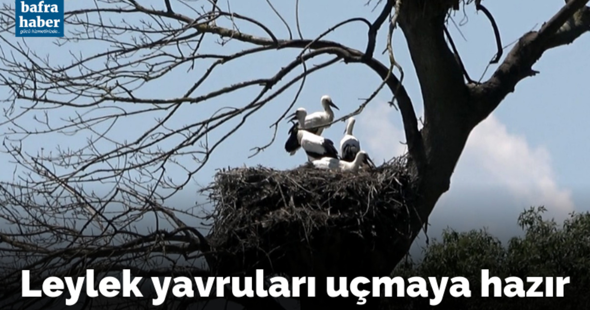 Leylek yavruları uçmaya hazır