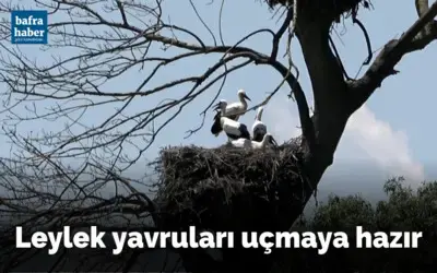 Leylek yavruları uçmaya hazır