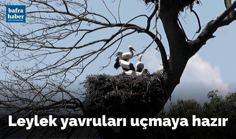 Leylek yavruları uçmaya hazır