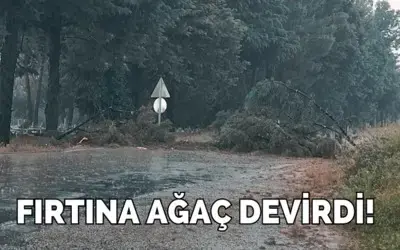 Bafra’da Fırtına Ağaç Devirdi!