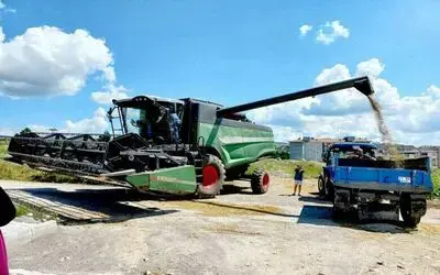 Kavak’ta buğday hasadı
