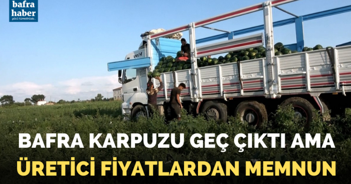 Bafra karpuzu raflara yerini almaya başladı