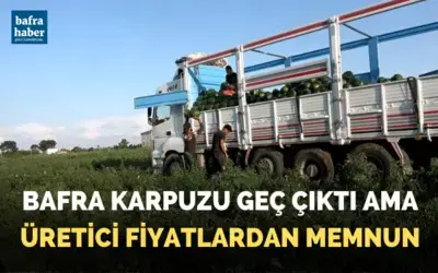 Bafra karpuzu raflara yerini almaya başladı