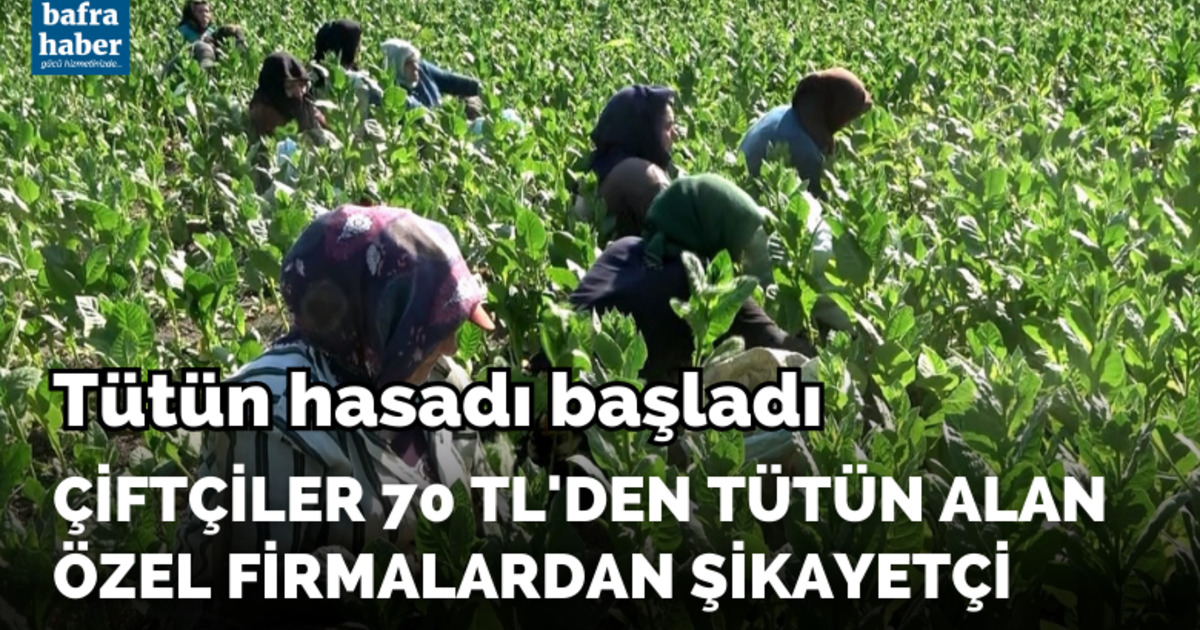 Bafra'da tütün hasadı başladı