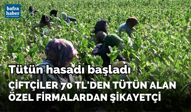 Bafra'da tütün hasadı başladı