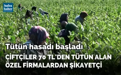 Bafra'da tütün hasadı başladı