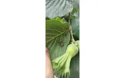 Tarım Müdürlüğünden fındıkta kokarca artışı uyarısı
