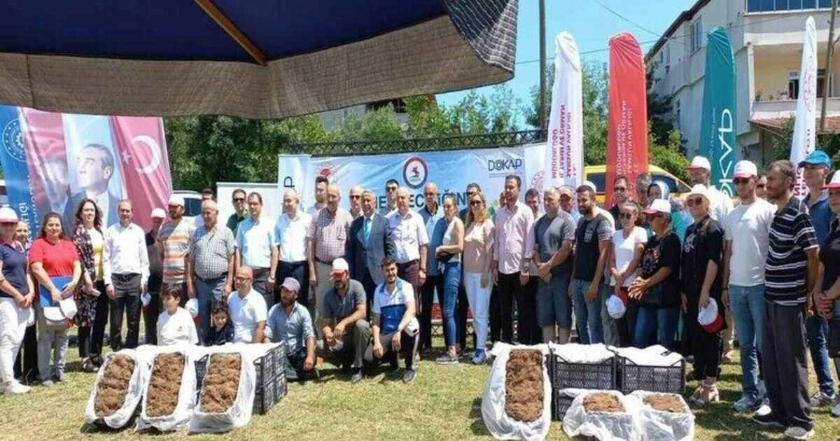Samsun’da çilek üreticisine 750 bin fide desteği
