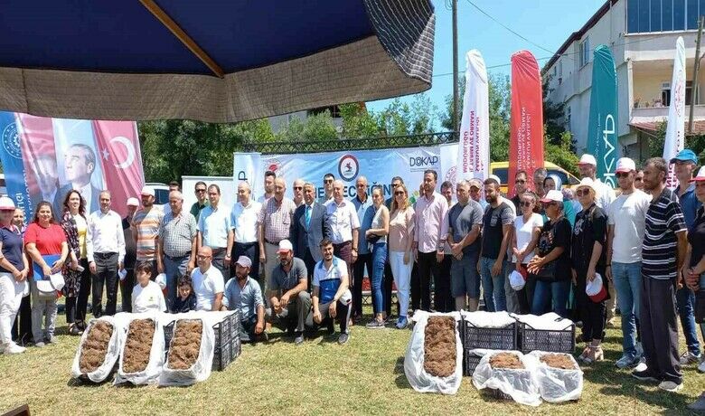 Samsun’da çilek üreticisine 750 bin fide desteği - Samsun’da devlet tarafından 50 çiftçiye ’yediveren’ adı verilen 750 bin adet ’albion’ cinsi çilek fidesi dağıtıldı.