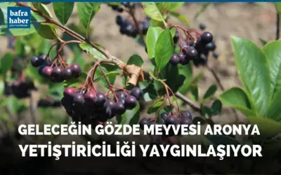Geleceğin gözde ürünü: Aronya yetiştiriciliği yaygınlaşıyor
