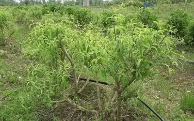 Samsun’da 33,5 milyon tıbbi ve aromatik sebze fidesi üretildi
