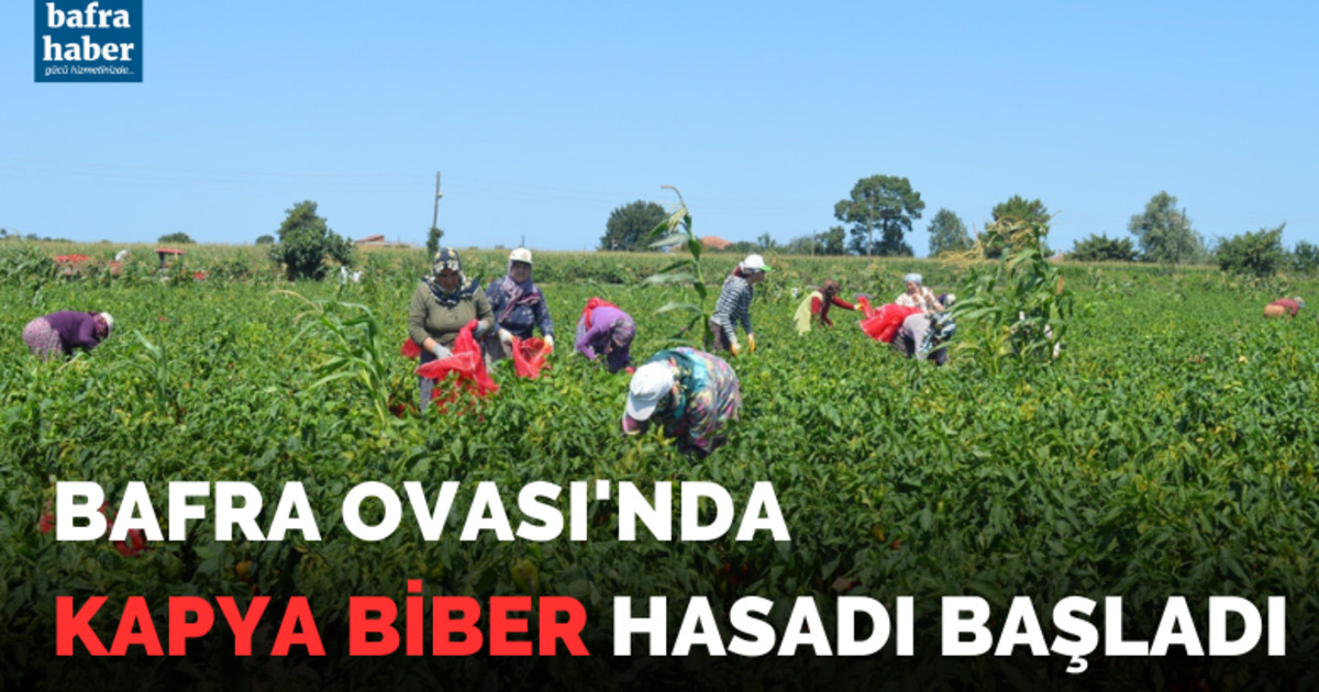 Bafra Ovası’nda kapya biber hasadı başladı