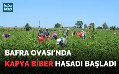 Bafra Ovası’nda kapya biber hasadı başladı