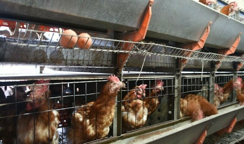 Ziraat Fakültesinden organik ürünler
 - Samsun’da Ziraat Fakültesi bünyesinde hayvansal ve tarımsal uygulama alanlarında AR-GE ve proje amaçlı yetiştirilen organik ürünler, vatandaşlar tarafından sevilerek tüketiliyor.