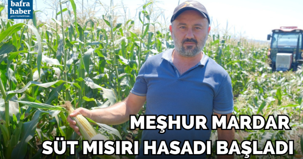 Meşhur Mardar süt mısırı hasadı başladı
