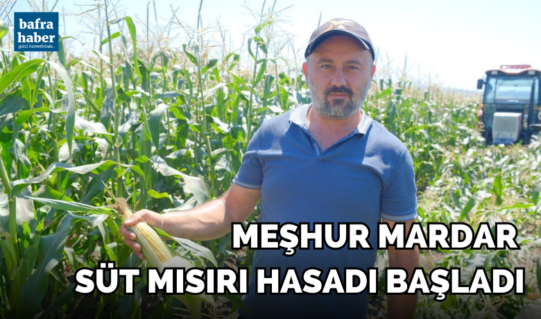 Meşhur Mardar süt mısırı hasadı başladı