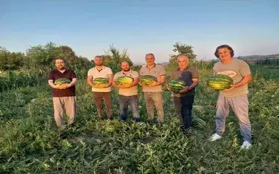 Vezirköprü Ovası’nda alternatif ürün ’karpuz’
