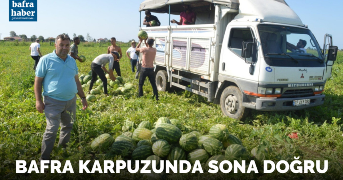 Bafra karpuzunda sona doğru