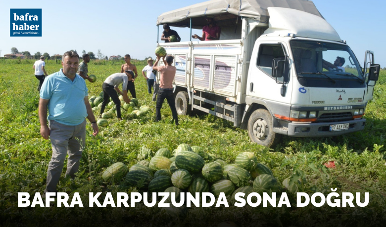 Bafra karpuzunda sona doğru