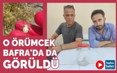 O Örümcek Bafra’da Da Görüldü!