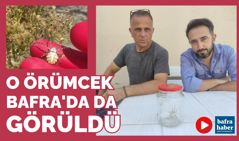 O Örümcek Bafra’da Da Görüldü!