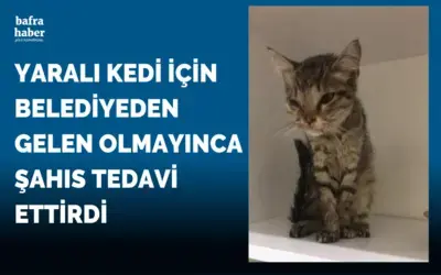 Yaralı Kedi İçin Belediyeden Gelen Olmayınca Şahıs Tedavi Ettirdi