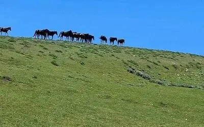 Akdağ’ın özel ve güzel sakinleri: Yılkılar