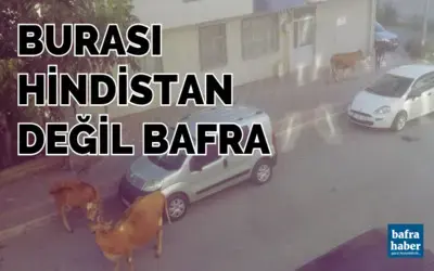 Burası Hindistan Değil Bafra! 