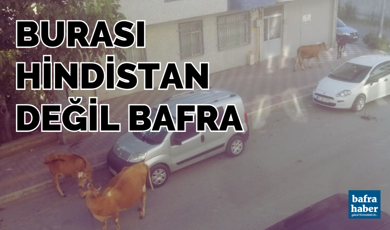 Burası Hindistan Değil Bafra! 