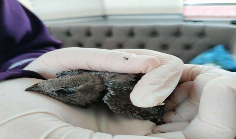 Yaralı ebabil kuşuna şefkat
 - Samsun’un İlkadım ilçesinde vatandaşlar tarafından yaralı halde bulunan yavru ebabil kuşu, Büyükşehir Belediyesi veteriner hekimleri tarafından tedavi edilerek doğaya salındı.