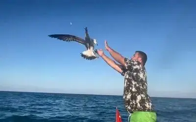 Oltanın ucundaki balığa saldıran martı kancaya takıldı
