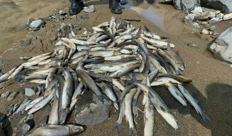 Engiz Çayı’ndaki balık ölümlerinin nedeni ’beton’
 - Samsun’un 19 Mayıs ilçesi Engiz Çayı’nda yaşanan balık ölümlerinin, tersip bendi için dökülen betonun suya karışmasından kaynaklandığı tespit edildi.