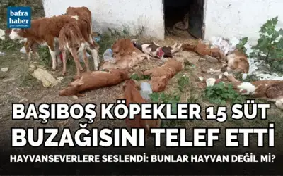 Başıboş Köpekler 15 Süt Buzağısını Telef Etti!