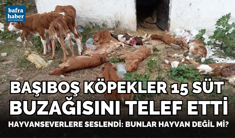 Başıboş Köpekler 15 Süt Buzağısını Telef Etti!