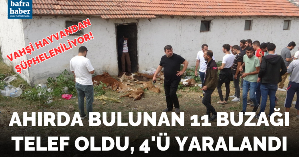 Ahırda bulunan 11 buzağı telef oldu, 4’ü yaralandı