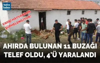 Ahırda bulunan 11 buzağı telef oldu, 4’ü yaralandı