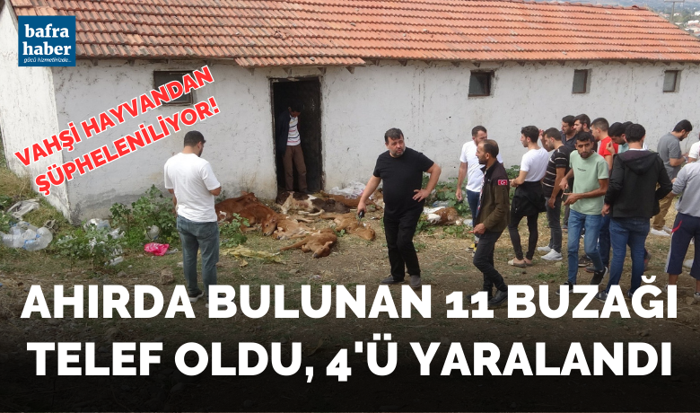 Ahırda bulunan 11 buzağı telef oldu, 4’ü yaralandı