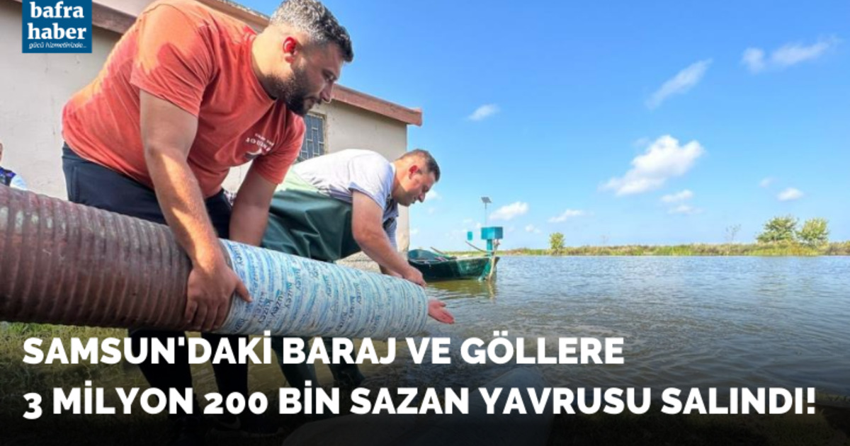 Samsun’da baraj ve göllere 3 milyon 200 bin sazan yavrusu bırakıldı