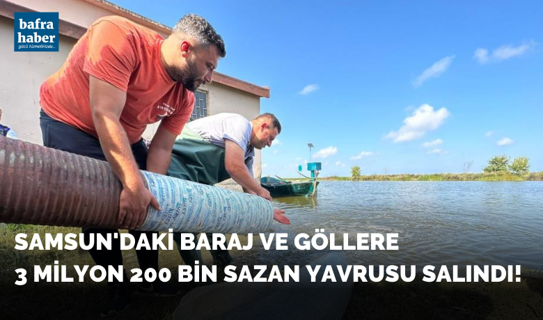 Samsun’da baraj ve göllere 3milyon 200 bin sazan yavrusu bırakıldı