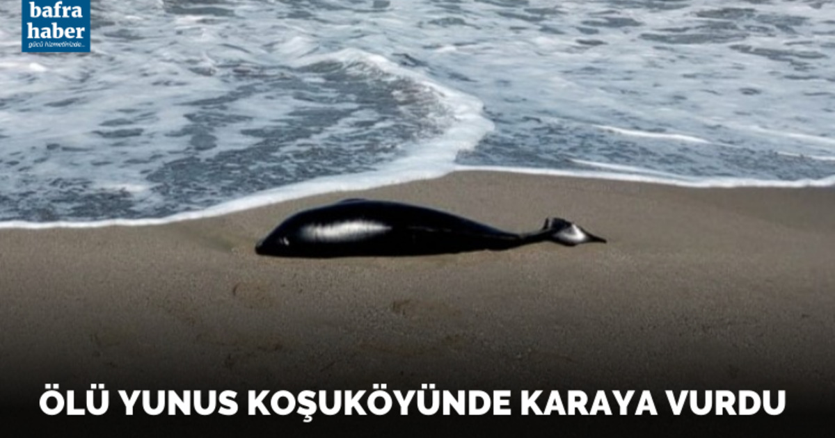 Ölü yunus Koşuköyünde karaya vurdu