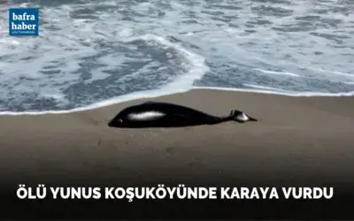 Ölü yunus Koşuköyünde karaya vurdu