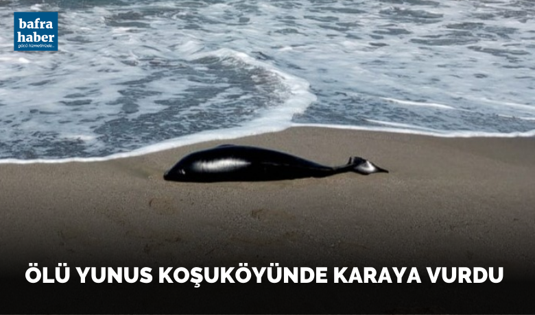 Ölü yunus karaya vurdu