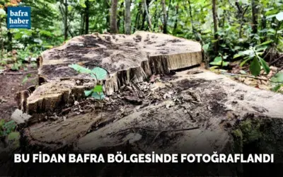 Bu Fidan Bafra'da Fotoğraflandı
