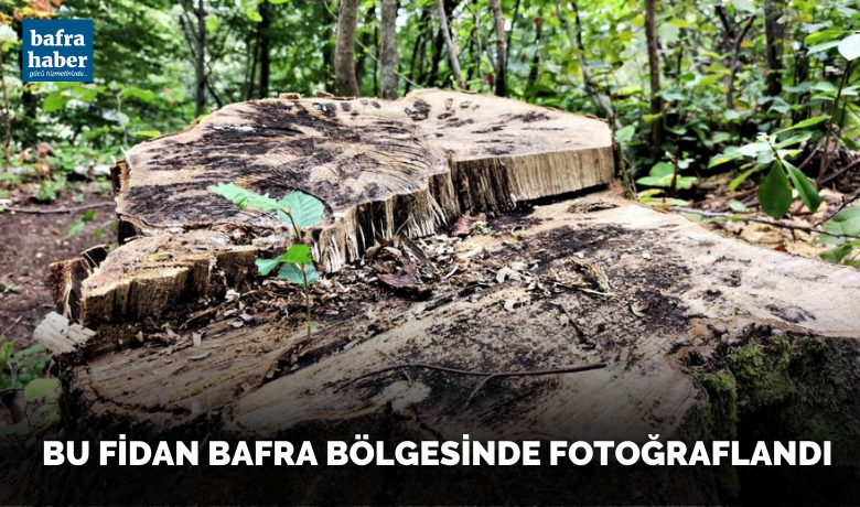 Bu Fidan Bafra'da Fotoğraflandı