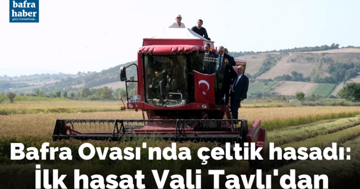 Bafra Ovası’nda çeltik hasadı: İlk hasat Vali Tavlı’dan